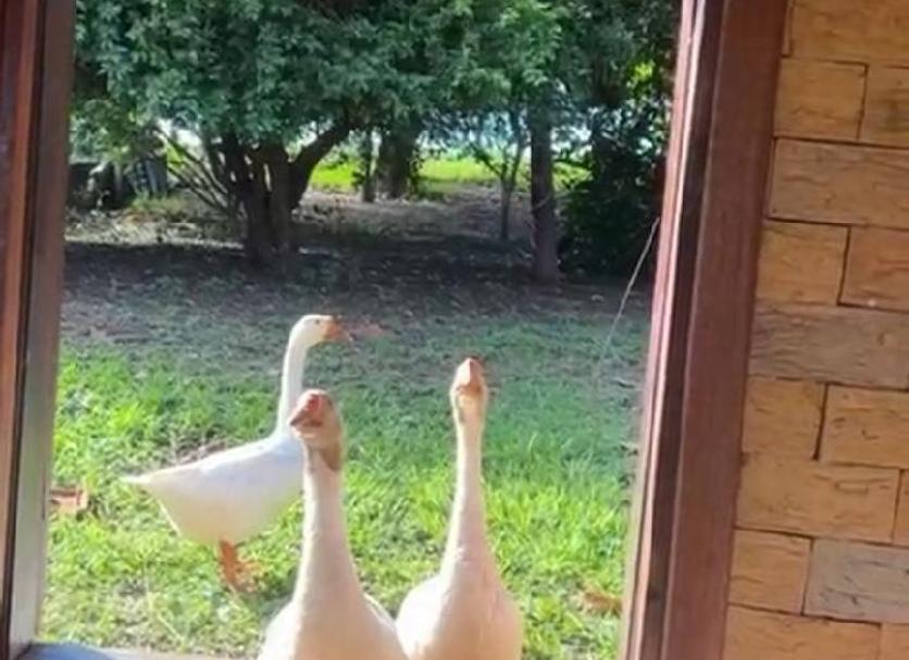 Otros Foto