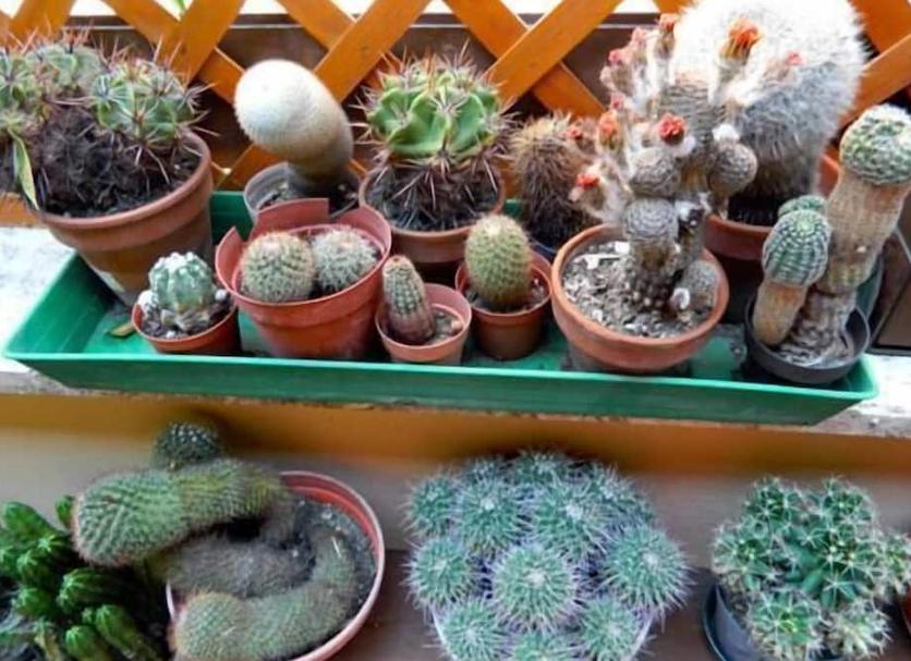 Otros Foto